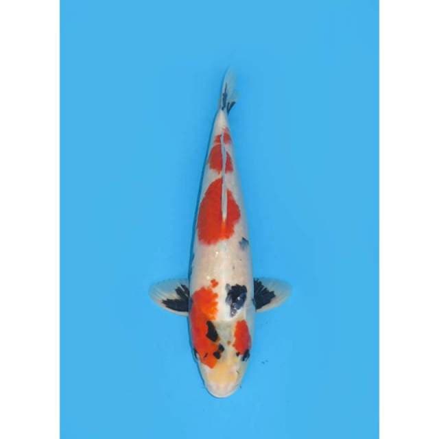 F1 Kindai Showa Prospek - 39cm male