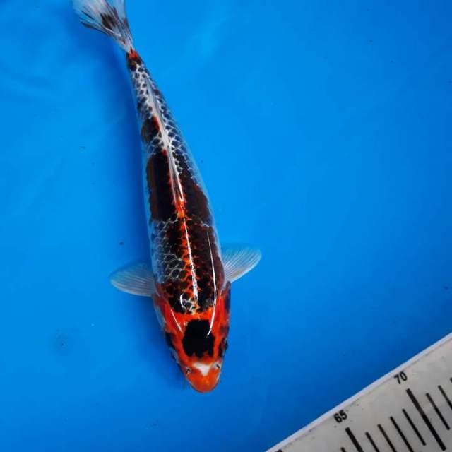 BLACK MARUTEN KUJAKU LIMITED