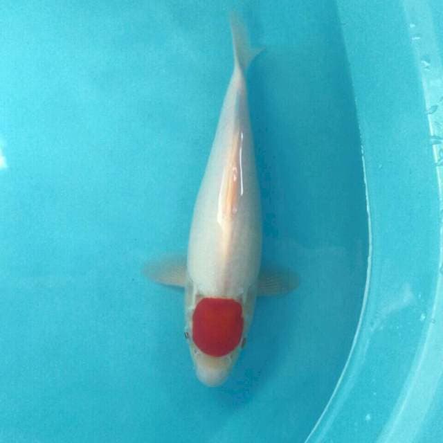 Tancho Kohaku, 31 cm