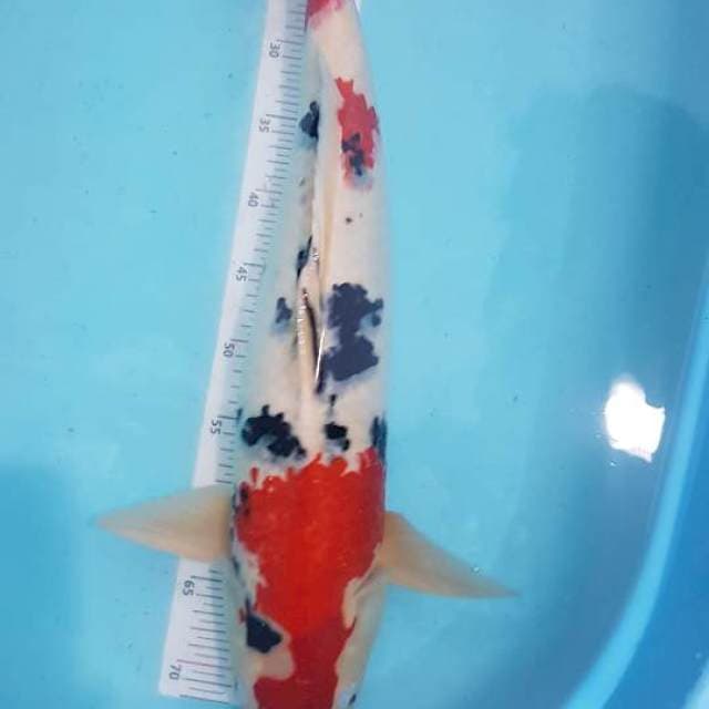Sanke jantan 58cm