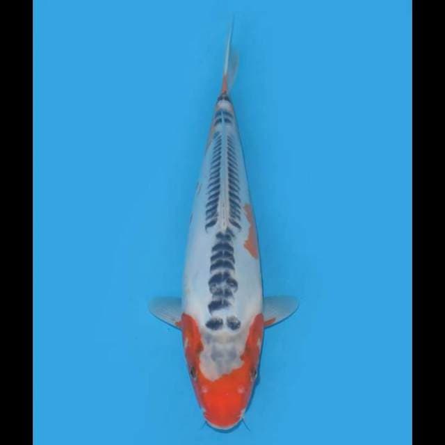 Shusui Ring Padat - 35cm Male
