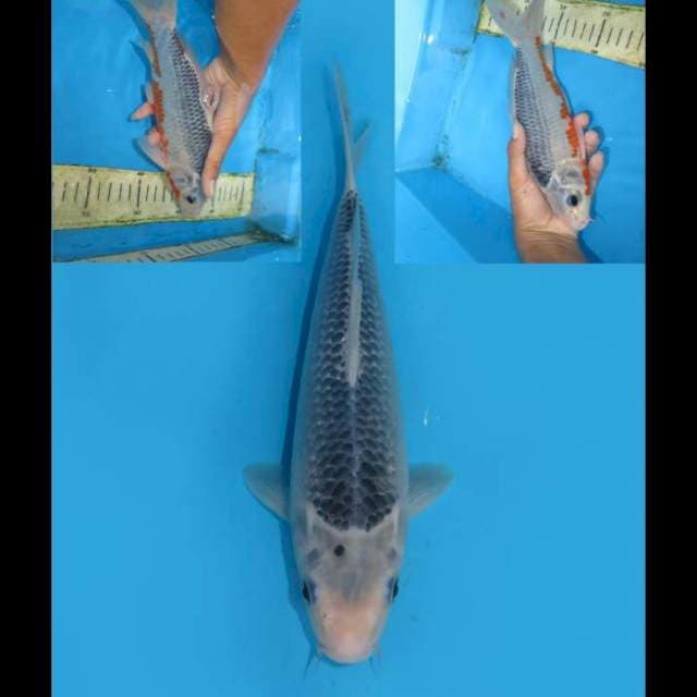 Asagi Biru - 22cm Male
