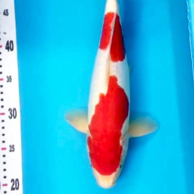 Kohaku Doitsu Super Red HQ 32cm
