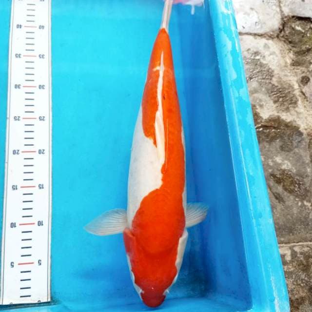 Kohaku Doistu jumbo 43cm