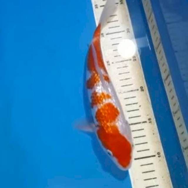 kohaku gindrin 26cm