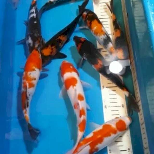 showa & kohaku 23-27 cm