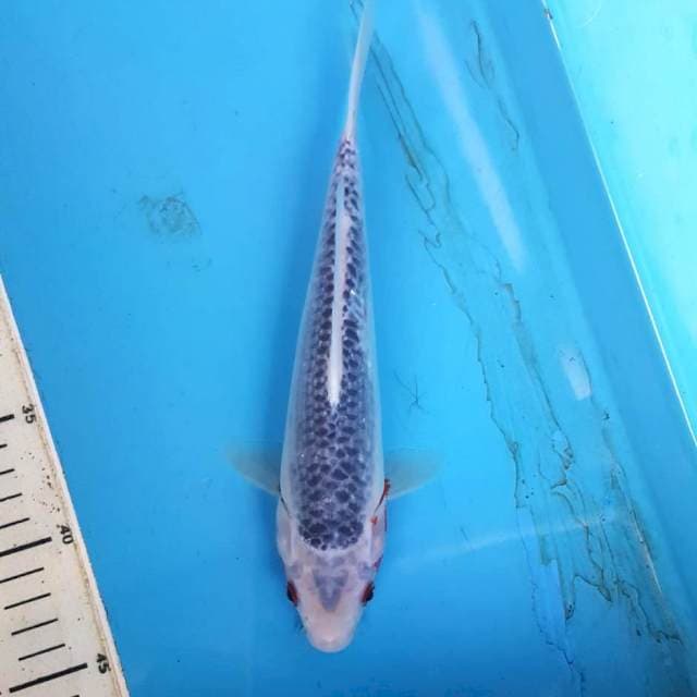 ASAGI 25CM