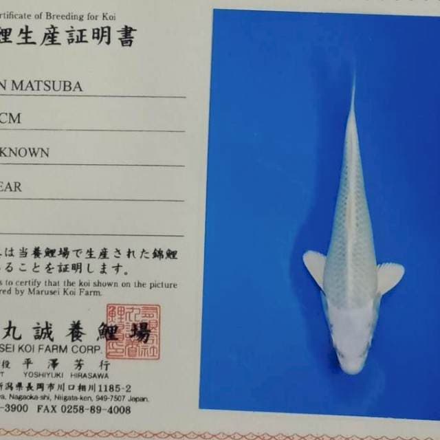 Gin matsuba marusei farm