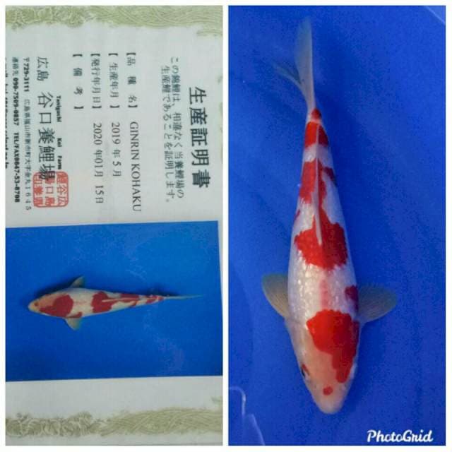 Ginrin kohaku taniguchi body mantep