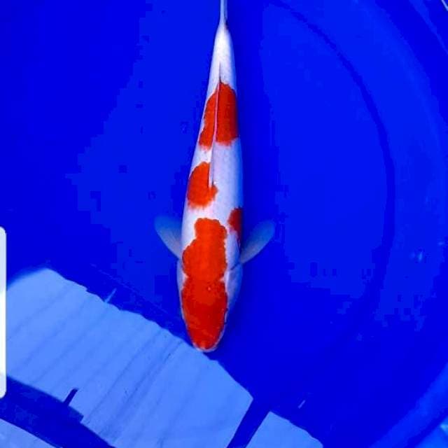 Kohaku 27cm