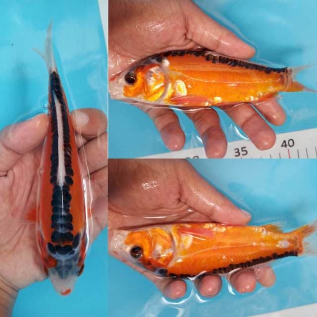 Shusui 17cm siip
