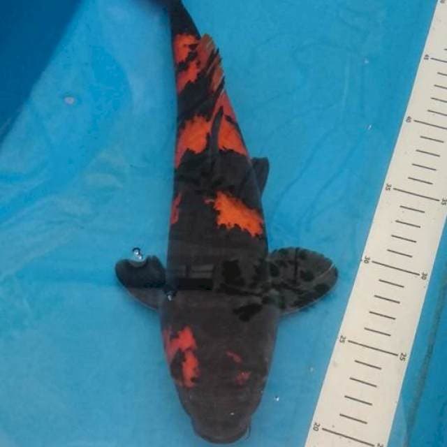 Hi utsuri hitam pekat merah semakin tebal