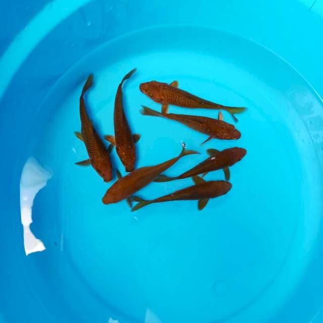 Cadbury 14-15 cm