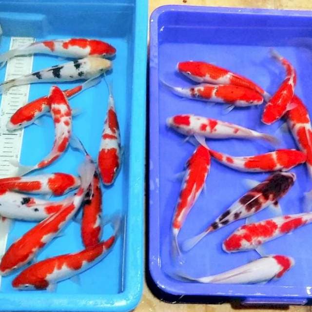Kohaku sanke goromo tancho merah 20ekor
