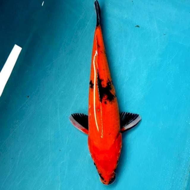 Hiutsuri