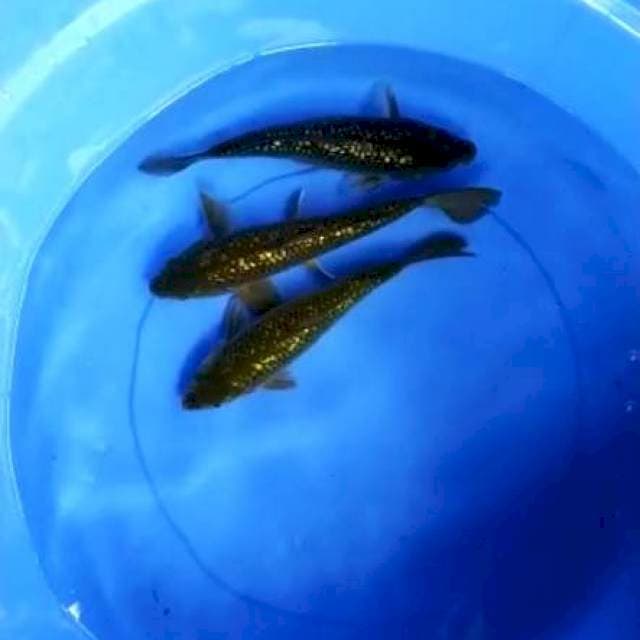 Midori ginrin punuk