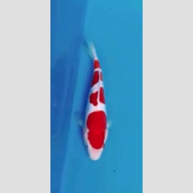 kohaku doitsu ori 4step