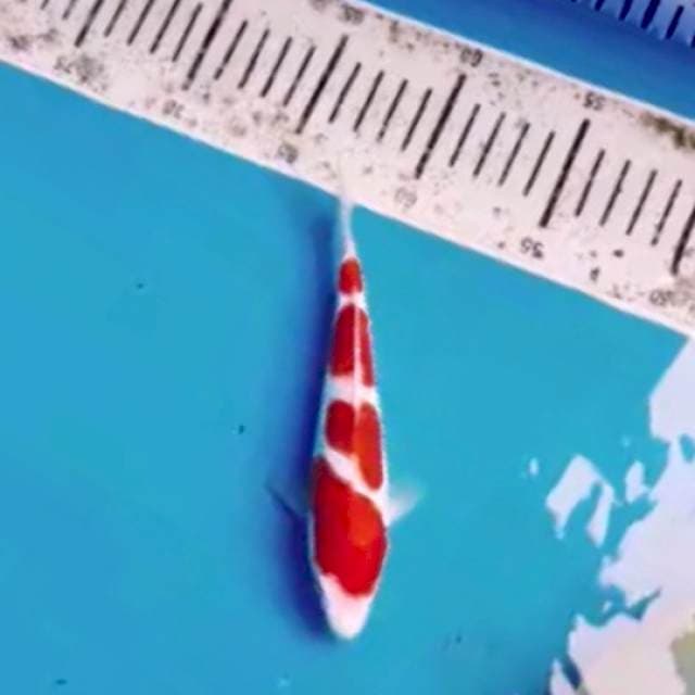 ob 0 kohaku doit 4step 20cm