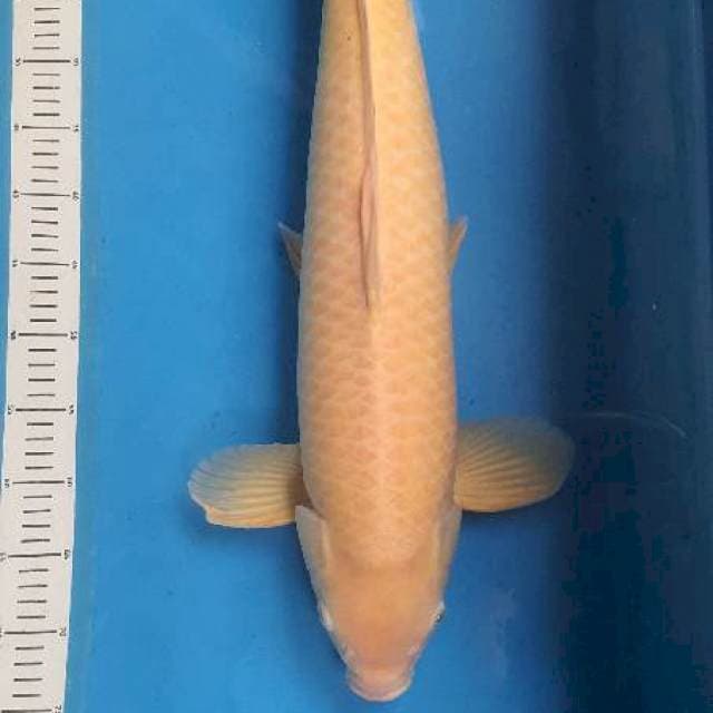 Karashi Import Marusei Serti