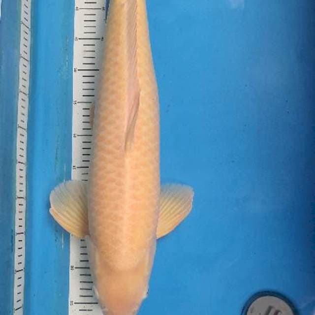 Karashi Import Marusei Serti