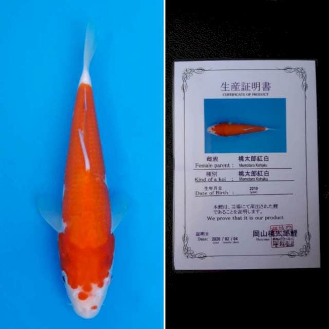 Momotaro kohaku 24cm serti