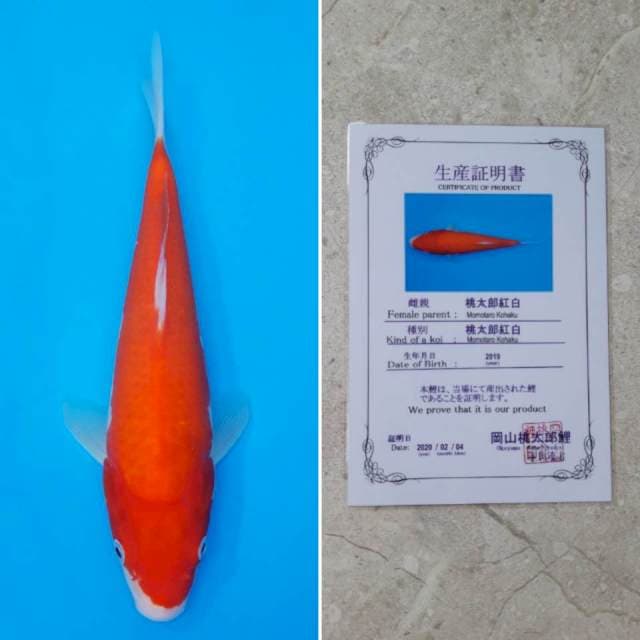 Momotaro kohaku 27cm serti