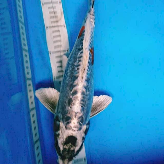 KIKOKURYU 37 cm Bakat Jumbo