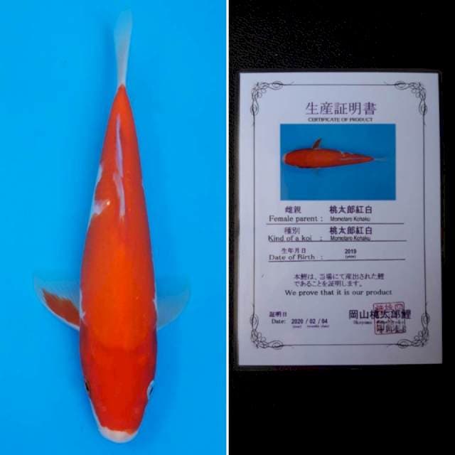 Momotaro kohaku 26cm serti