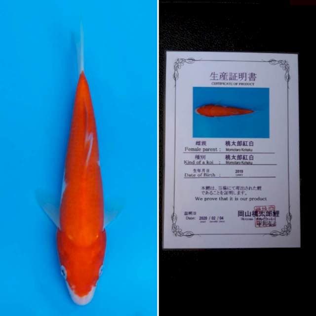 Momotaro kohaku 22cm serti