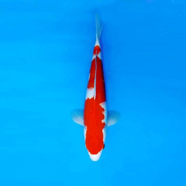 DOJO 14 - KOHAKU ®