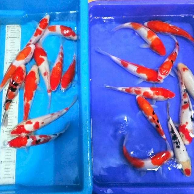 Mix jozz 20ekor merah