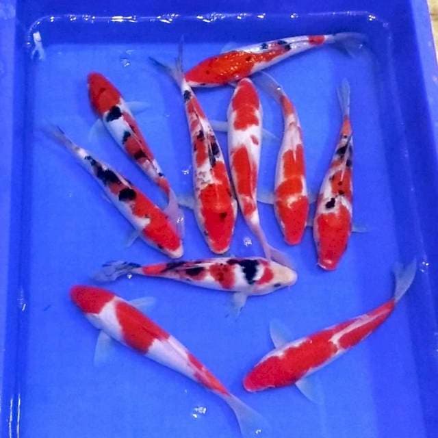 Mix 10ekor kohaku sanke merah