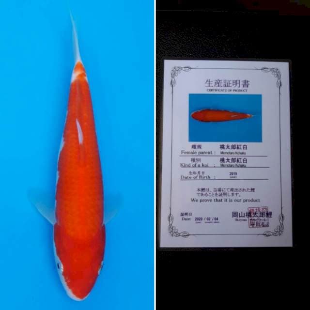 Momotaro kohaku 24cm serti