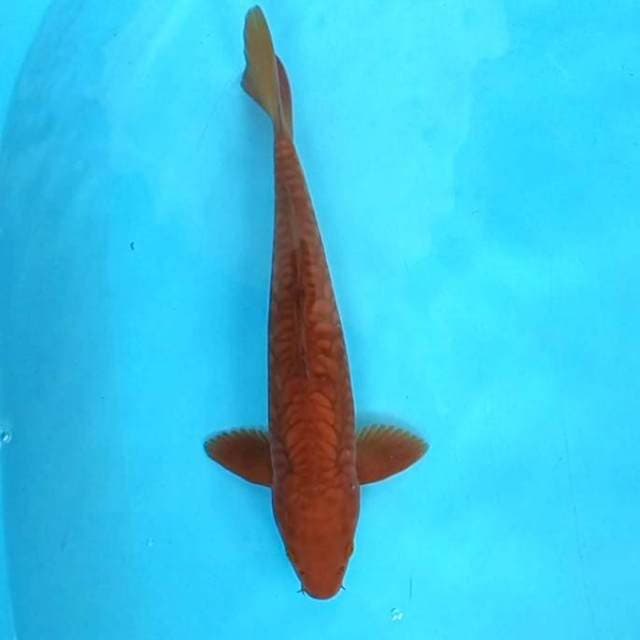 9. Tembaga Aragoke || 32 cm