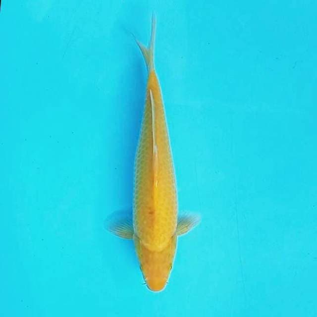 11. Karashi Male || 28 cm