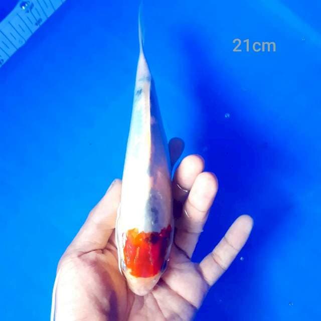 Tate tancho ori*21cm