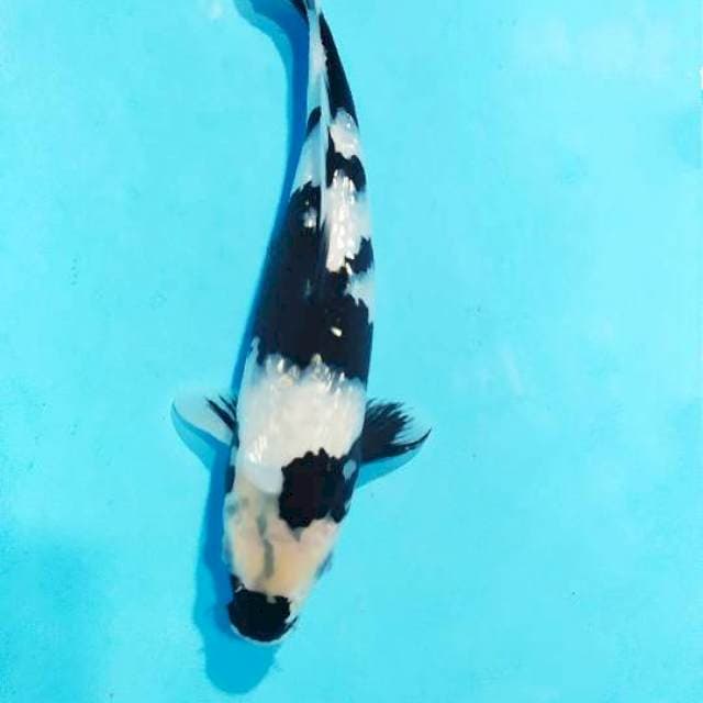 shiro ginrin good sumi