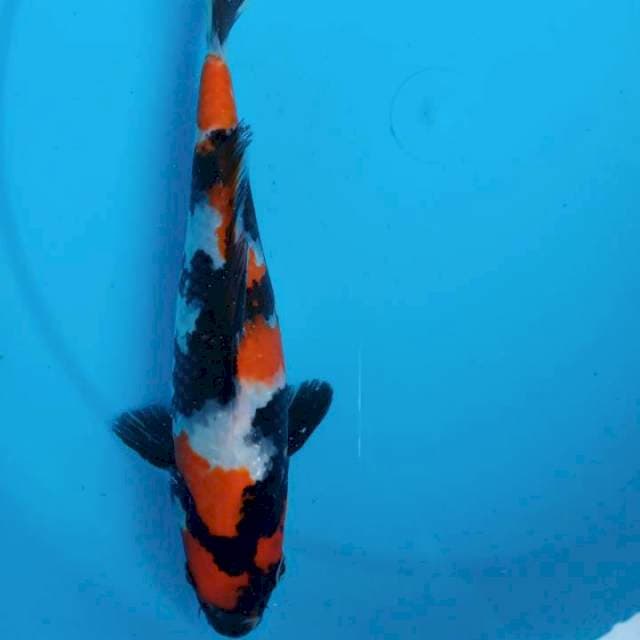 Showa SQ 25 male