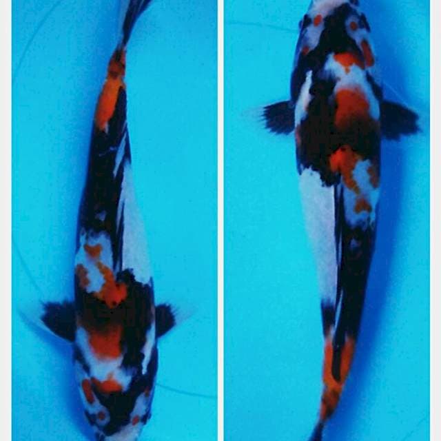 Showa02 28cm