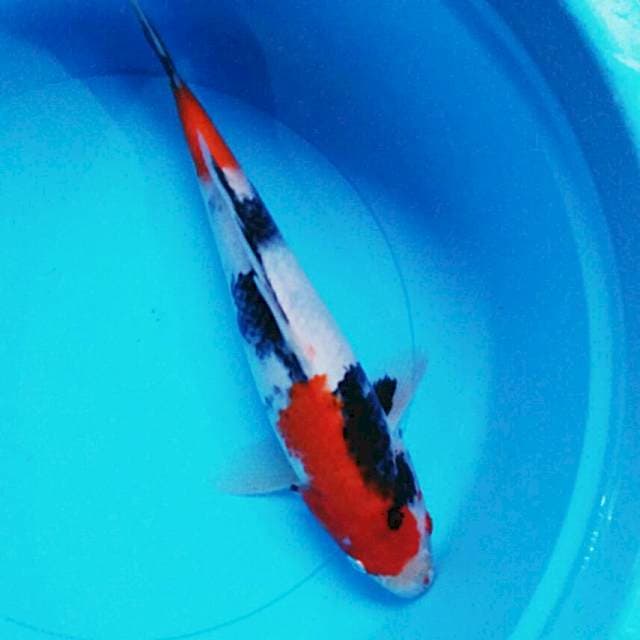 Showa04 31cm