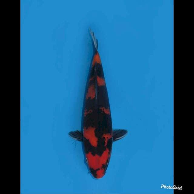 28cm , Hi Showa Balance , Male
