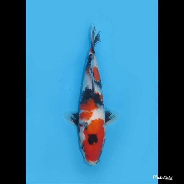 24cm , Showa Sanshoku , Male