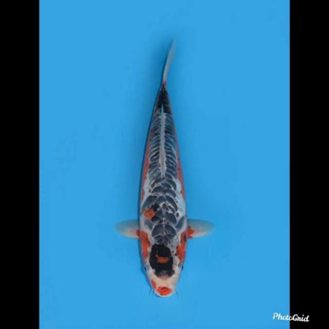 42cm , Jumbo Unique , Female