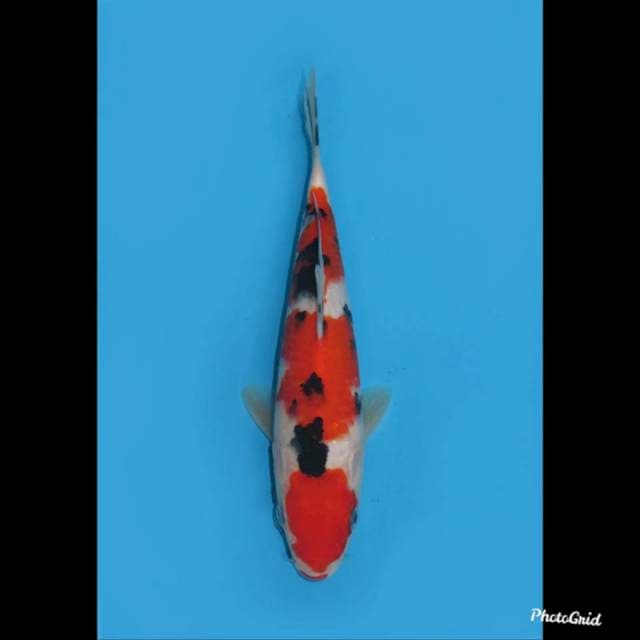 24cm , Red Taisho Sanke , Male