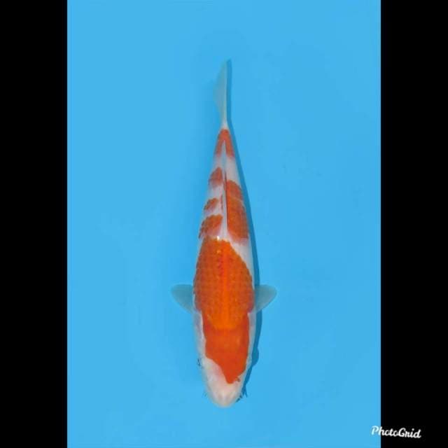 31cm , Kohaku Tosai Halus , Female