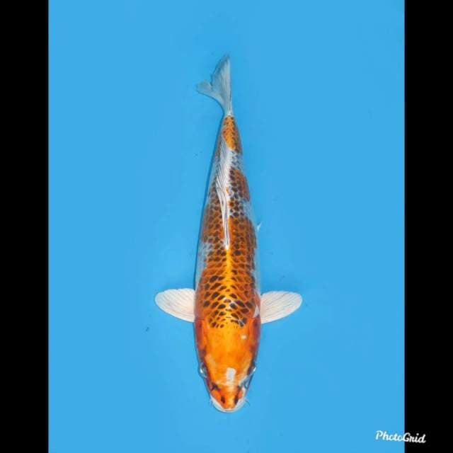 36cm , Jumbo Yellow Kujaku , Male