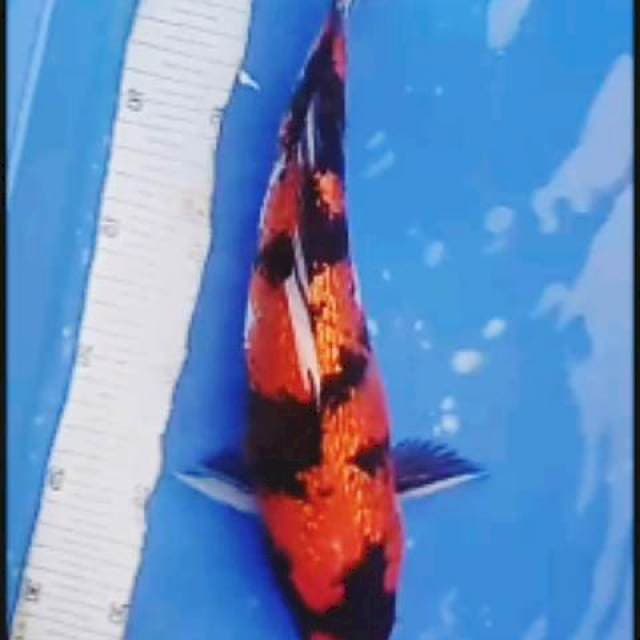 Hi sowa ginrin 30/cm