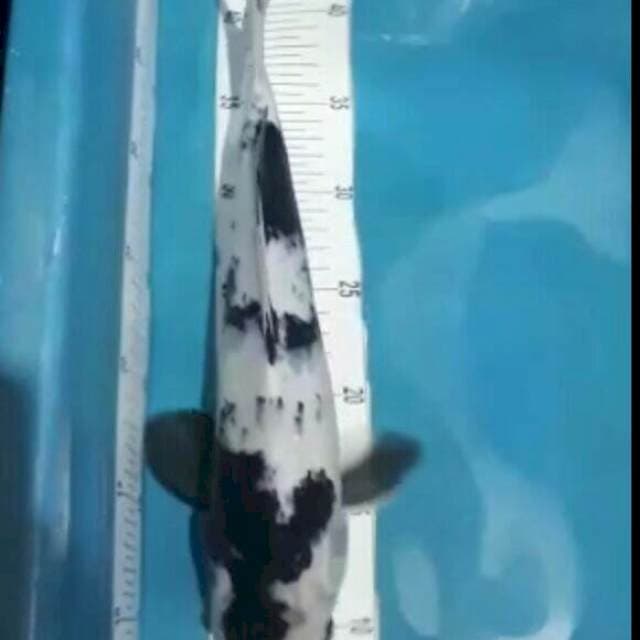 Shiro 37 cm