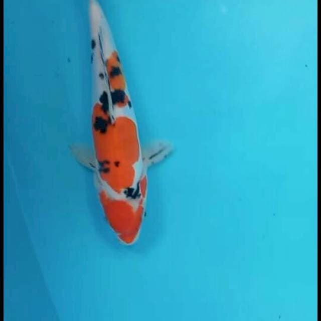 Sanke doit 29 cm