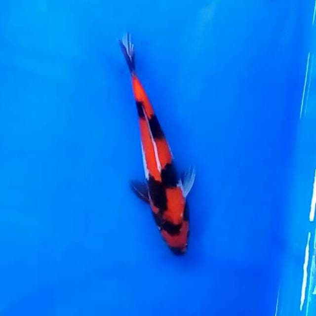 Showa 20 cm